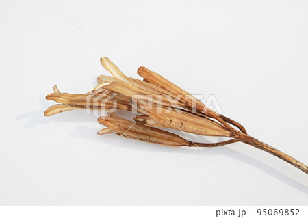 枯れて種になって次の世代に命を繋ぐテッポウユリの実殻 95069852