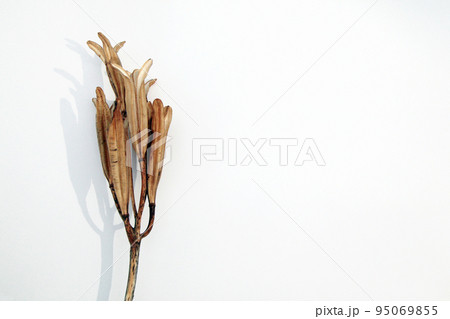 枯れて種になって次の世代に命を繋ぐテッポウユリの実殻 95069855