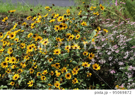 日本の秋の公園に咲く黄色いルドベキアの花とピンク色のノコギリソウの花 日本の秋の公園に咲く黄色いルドベキアの花とピンク色のノコギリソウの花 95069872