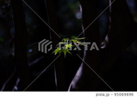 EOSR6.広島佛通寺、アーティストもみじ。 95069896