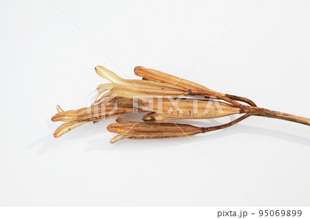 枯れて種になって次の世代に命を繋ぐテッポウユリの実殻 95069899