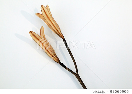 枯れて種になって次の世代に命を繋ぐテッポウユリの実殻 95069906