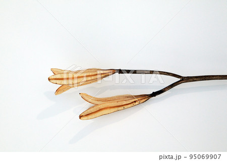 枯れて種になって次の世代に命を繋ぐテッポウユリの実殻 95069907