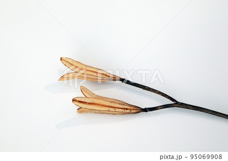 枯れて種になって次の世代に命を繋ぐテッポウユリの実殻 95069908