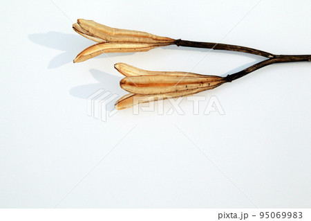 枯れて種になって次の世代に命を繋ぐテッポウユリの実殻 95069983