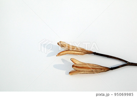 枯れて種になって次の世代に命を繋ぐテッポウユリの実殻 95069985