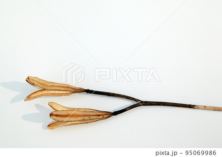 枯れて種になって次の世代に命を繋ぐテッポウユリの実殻 枯れて種になって次の世代に命を繋ぐテッポウユリの実殻 95069986