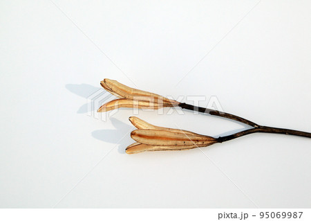 枯れて種になって次の世代に命を繋ぐテッポウユリの実殻 95069987