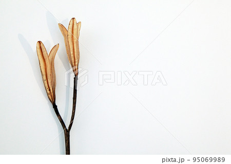 枯れて種になって次の世代に命を繋ぐテッポウユリの実殻 枯れて種になって次の世代に命を繋ぐテッポウユリの実殻 95069989