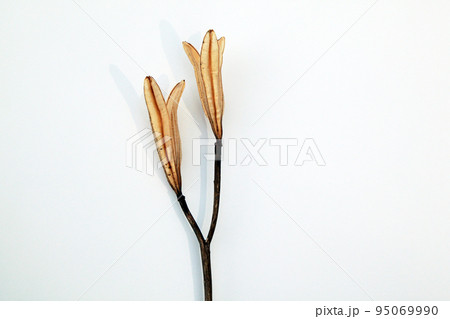 枯れて種になって次の世代に命を繋ぐテッポウユリの実殻 95069990