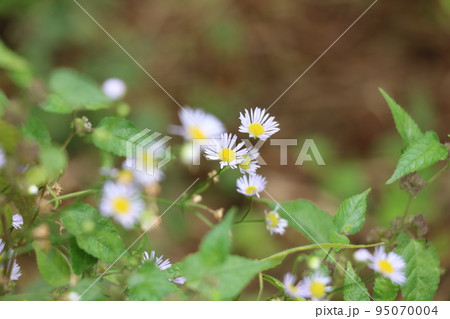 キク科の花 キク科の花 95070004