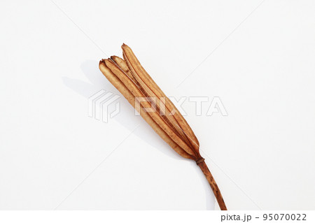 枯れて種になって次の世代に命を繋ぐテッポウユリの実殻 枯れて種になって次の世代に命を繋ぐテッポウユリの実殻 95070022