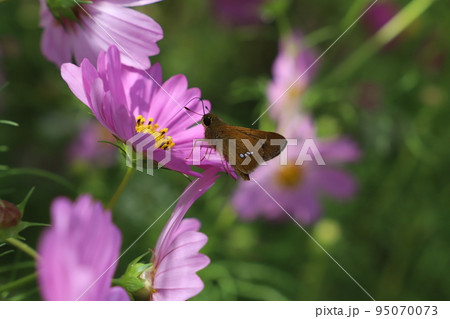 日本の秋の公園に咲くピンク色のコスモスの花の蜜を吸うイチモンジセセリ蝶 日本の秋の公園に咲くピンク色のコスモスの花の蜜を吸うイチモンジセセリ蝶 95070073