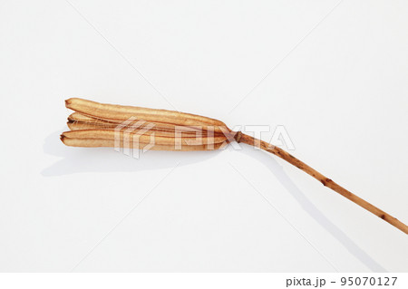 枯れて種になって次の世代に命を繋ぐテッポウユリの実殻 枯れて種になって次の世代に命を繋ぐテッポウユリの実殻 95070127