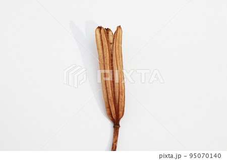 枯れて種になって次の世代に命を繋ぐテッポウユリの実殻 95070140