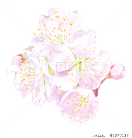 さくらんぼの花のイラスト（鉛筆画風） 95070187