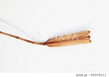 枯れて種になって次の世代に命を繋ぐテッポウユリの実殻 枯れて種になって次の世代に命を繋ぐテッポウユリの実殻 95070211