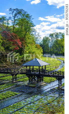 安曇野大王わさび農場の水田 安曇野大王わさび農場の水田 95070283