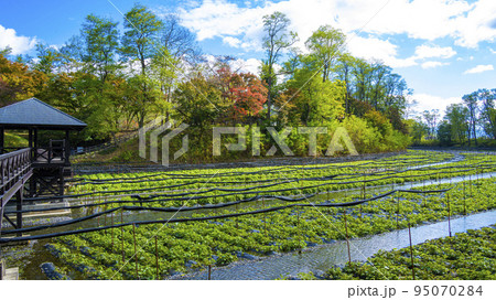 安曇野大王わさび農場の水田 安曇野大王わさび農場の水田 95070284