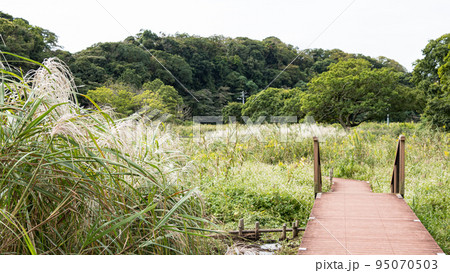 ススキ ススキ 95070503