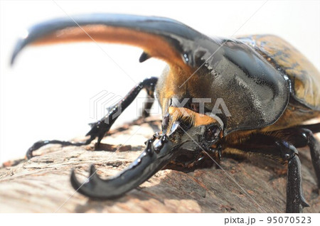 ヘラクレスオオカブトのヘラクレスヘラクレス樹木の上で　白背景　 95070523