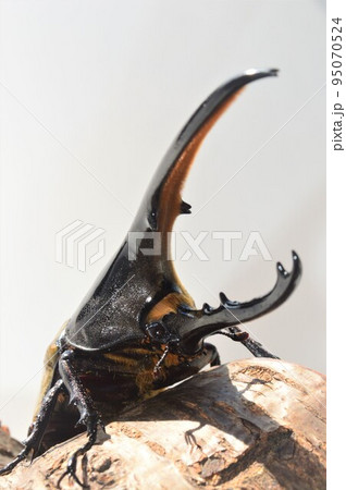 ヘラクレスオオカブトのヘラクレスヘラクレス樹木の上で　白背景　 95070524