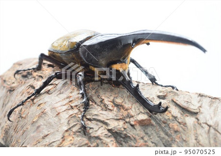 ヘラクレスオオカブトのヘラクレスヘラクレス樹木の上で 白背景 ヘラクレスオオカブトのヘラクレスヘラクレス樹木の上で 白背景 95070525