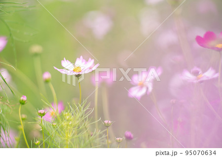 秋の桜が満開！10月はコスモスの花に癒されて 95070634