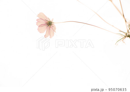 秋の桜が満開！10月はコスモスの花に癒されて 95070635