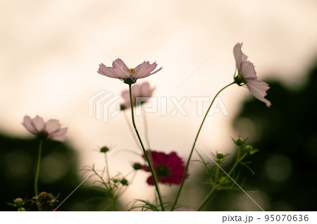 秋の桜が満開！10月はコスモスの花に癒されて 95070636