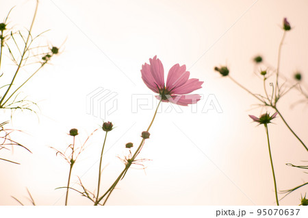 秋の桜が満開！10月はコスモスの花に癒されて 95070637