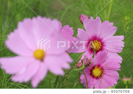 松伏緑の丘公園 コスモス畑 95070708