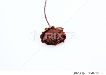 枯れてもなお不思議な美しさを残す薔薇のドライフラワー 枯れてもなお不思議な美しさを残す薔薇のドライフラワー 95070835