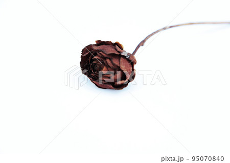 枯れてもなお不思議な美しさを残す薔薇のドライフラワー 枯れてもなお不思議な美しさを残す薔薇のドライフラワー 95070840