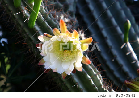 A large and thorny cactus grew up in a city park in northern Israel. A large and thorny cactus grew up in a city park in northern Israel. 95070841