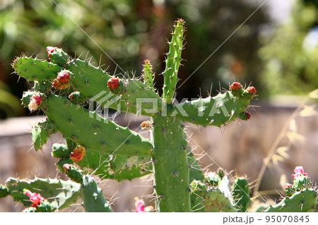 A large and thorny cactus grew up in a city park in northern Israel. A large and thorny cactus grew up in a city park in northern Israel. 95070845