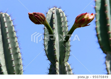 A large and thorny cactus grew up in a city park in northern Israel. A large and thorny cactus grew up in a city park in northern Israel. 95070849