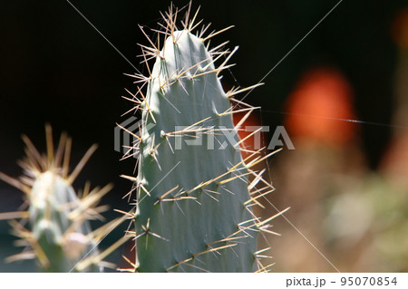 A large and thorny cactus grew up in a city park in northern Israel. 95070854