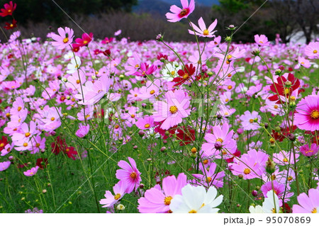 越知　コスモス　高知 95070869