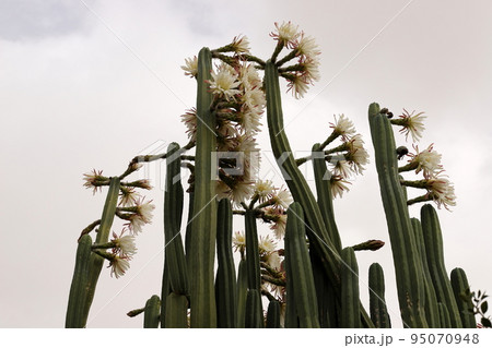 A large and thorny cactus grew up in a city park in northern Israel. 95070948