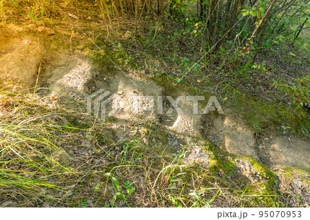 Forest path uphill, steps carved into the ground in the forest, stairways in the forest POV, handmade ladder in the woods, camera from top to bottom Forest path uphill, steps carved into the ground in the forest, stairways in the forest POV, handmade ladder in the woods, camera from top to bottom 95070953