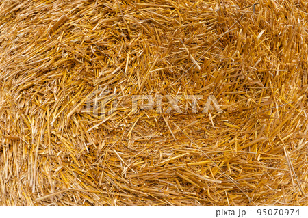 Stacked hay bales after harvest at the edge of the field with sun rays. Dry straw pressed into individual straw bales. Pile of straw bales with light leaks. Structures of hay and straw Stacked hay bales after harvest at the edge of the field with sun rays. Dry straw pressed into individual straw bales. Pile of straw bales with light leaks. Structures of hay and straw 95070974