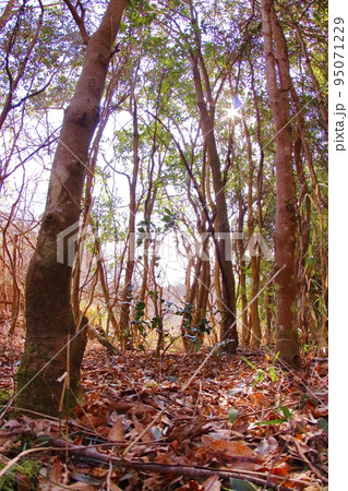 《兵庫県》三田市 有馬富士自然公園内、落葉樹林の木漏れ日 《兵庫県》三田市 有馬富士自然公園内、落葉樹林の木漏れ日 95071229
