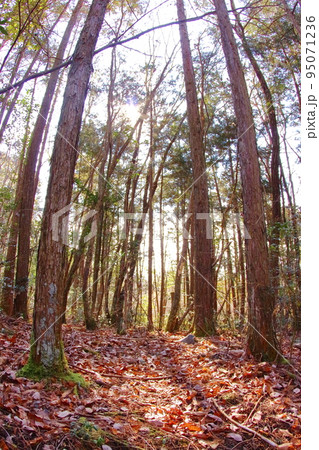 《兵庫県》三田市 有馬富士自然公園内、落葉樹林の木漏れ日 《兵庫県》三田市 有馬富士自然公園内、落葉樹林の木漏れ日 95071236