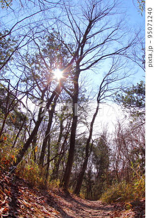 《兵庫県》三田市　有馬富士自然公園内、落葉樹林の木漏れ日 95071240