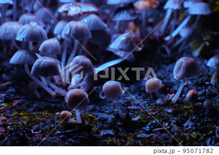 Small mushrooms toadstools. Psilocybin mushrooms under ultraviolet light. Selective focus Small mushrooms toadstools. Psilocybin mushrooms under ultraviolet light. Selective focus 95071782