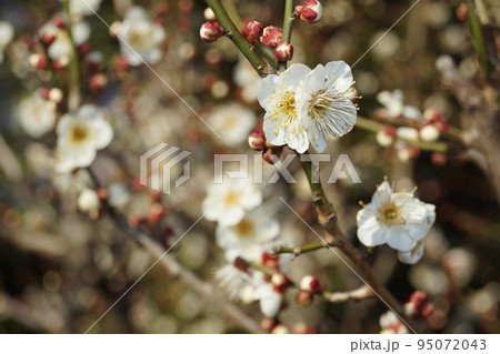 梅の花弁 梅の花弁 95072043