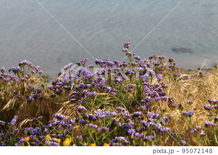 Green plants and flowers grow on the shores of the Mediterranean Sea in northern Israel. 95072148