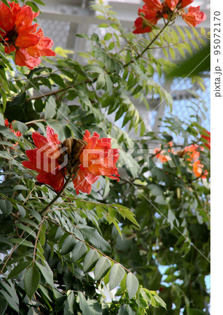 カエンボク 95072170