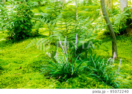 京都市右京区祇王寺で撮影した新緑に満たされた境内 京都市右京区祇王寺で撮影した新緑に満たされた境内 95072240